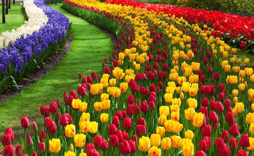 Tulip Festival Kashmir