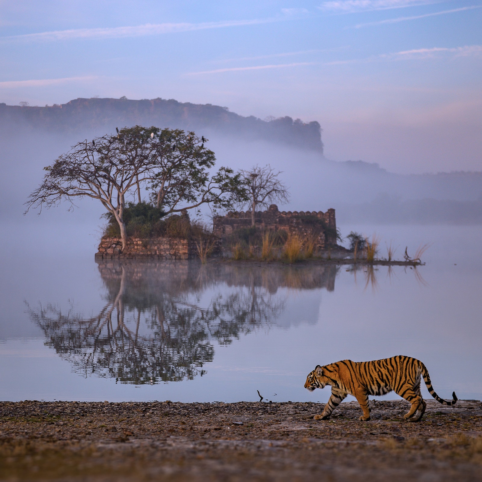 Víkendový útěk - Ranthambore