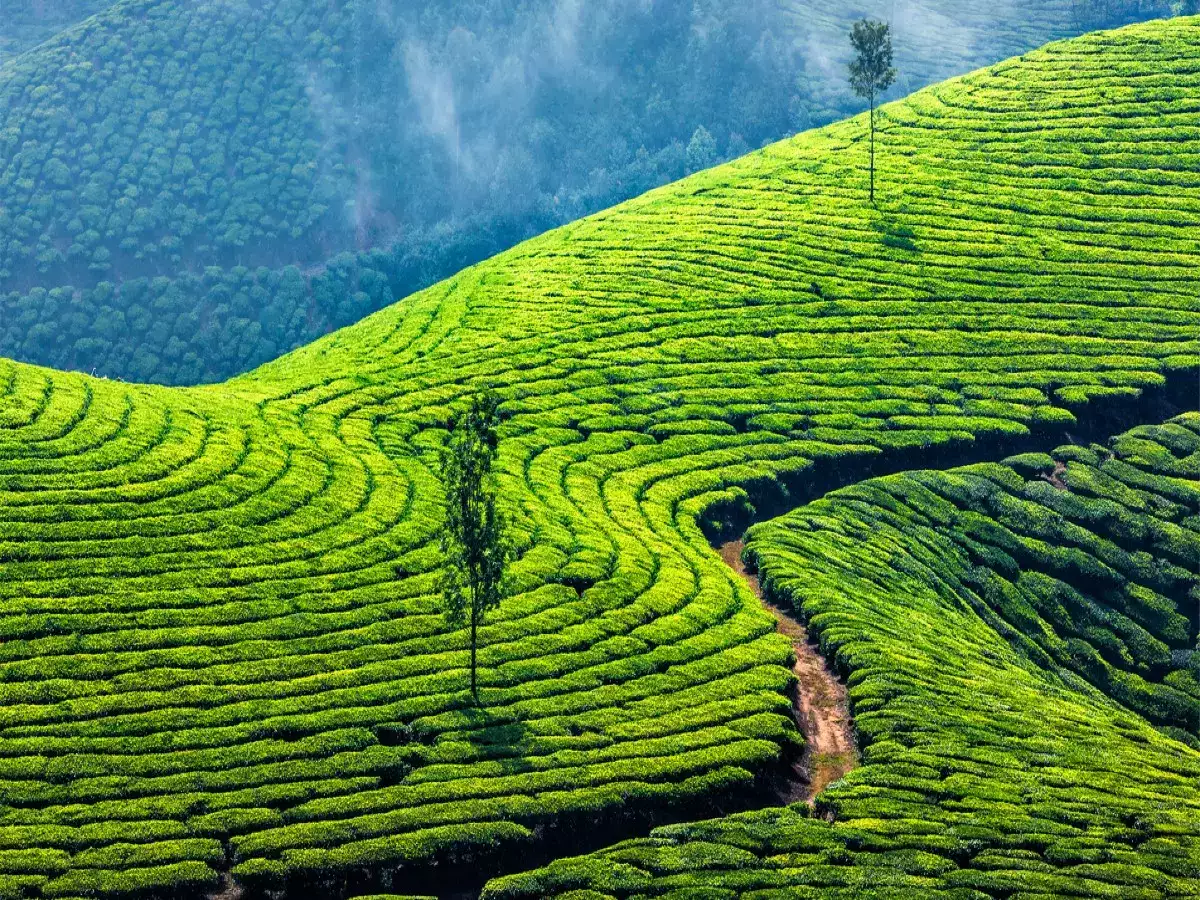 Romantic Kerala
