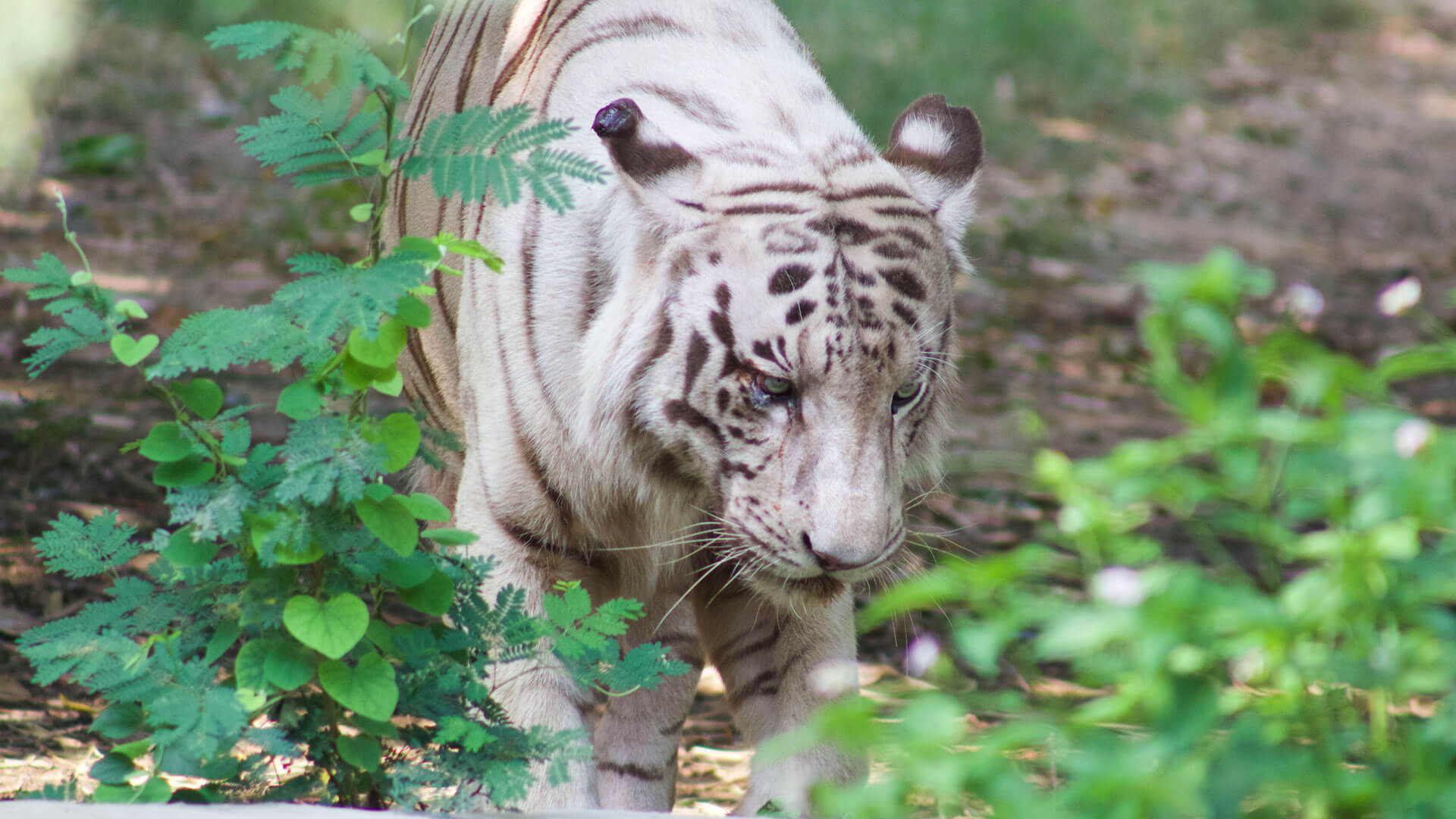 Lucknow Zoo - Tickets, Location, Timings, Photos | Adotrip