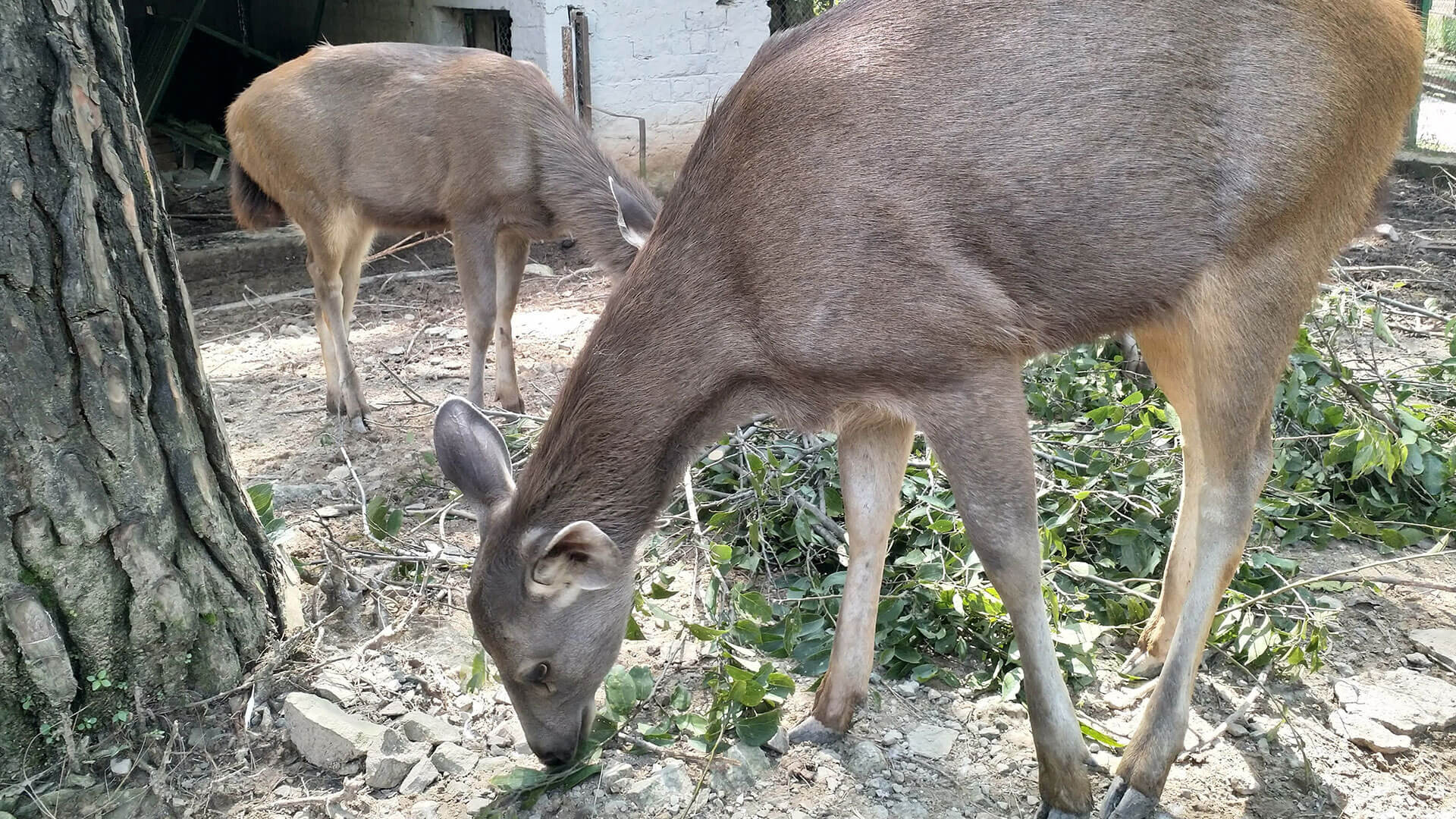 Gopalur Zoo - Tickets, Location, Timings, Photos | Adotrip Gopalur Zoo - Tickets, Location, Timings, Photos | Adotrip