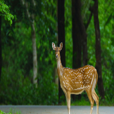 Nagarjunasagar_Wildlife_Sanctuary_Attractions