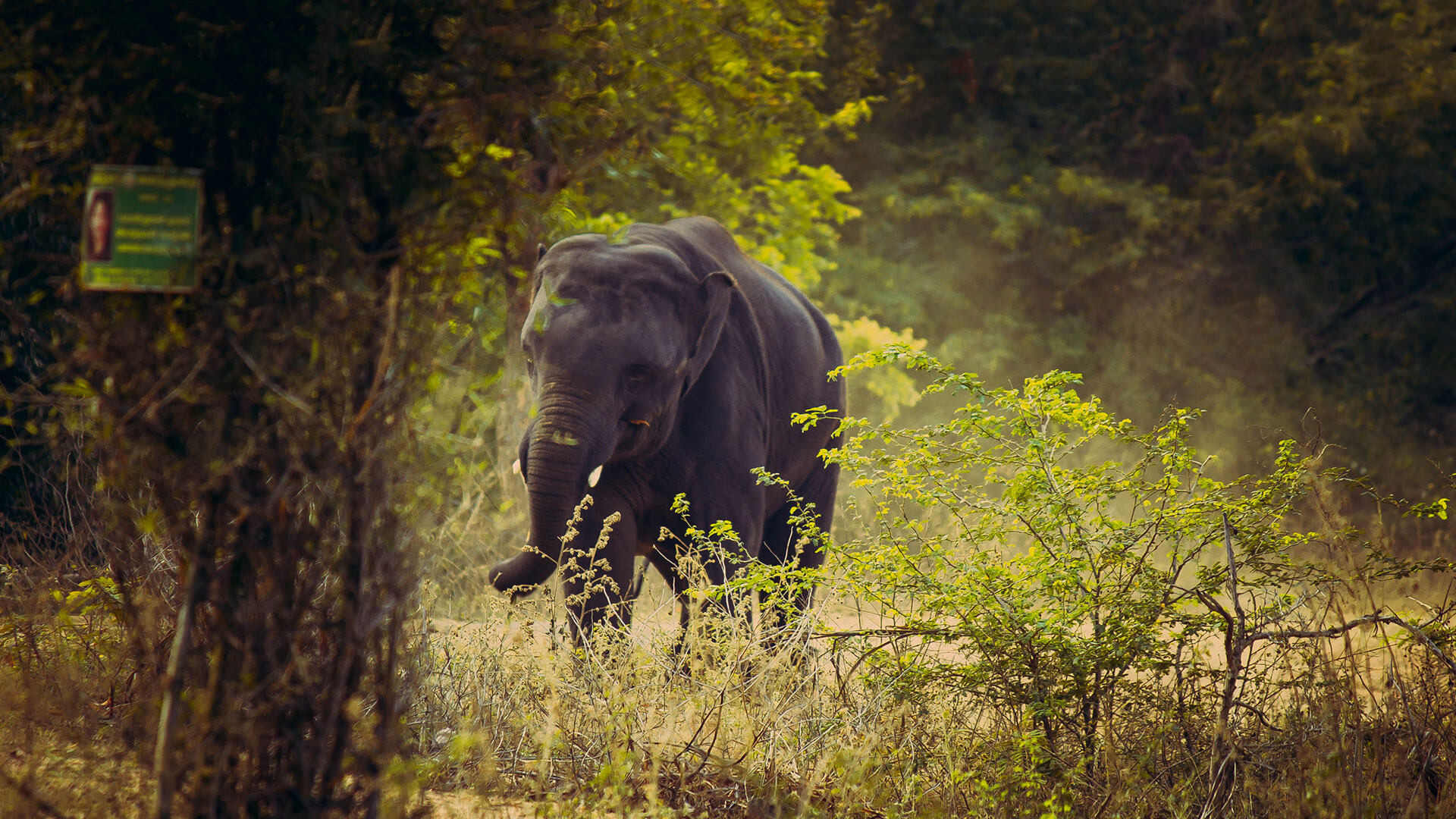 Arignar_Anna_Zoological_Park_Attractions