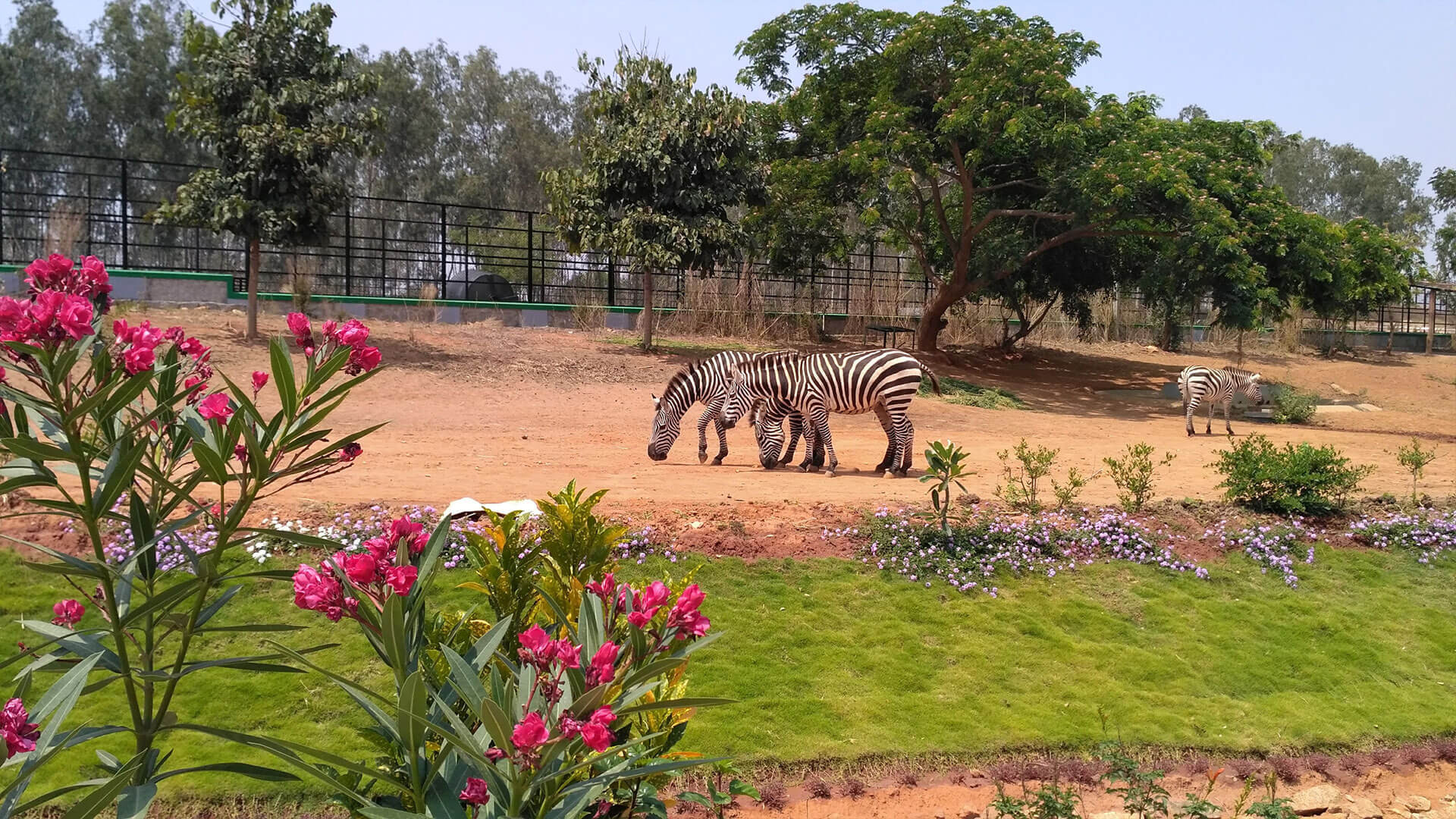 bannerghatta safari best time to visit