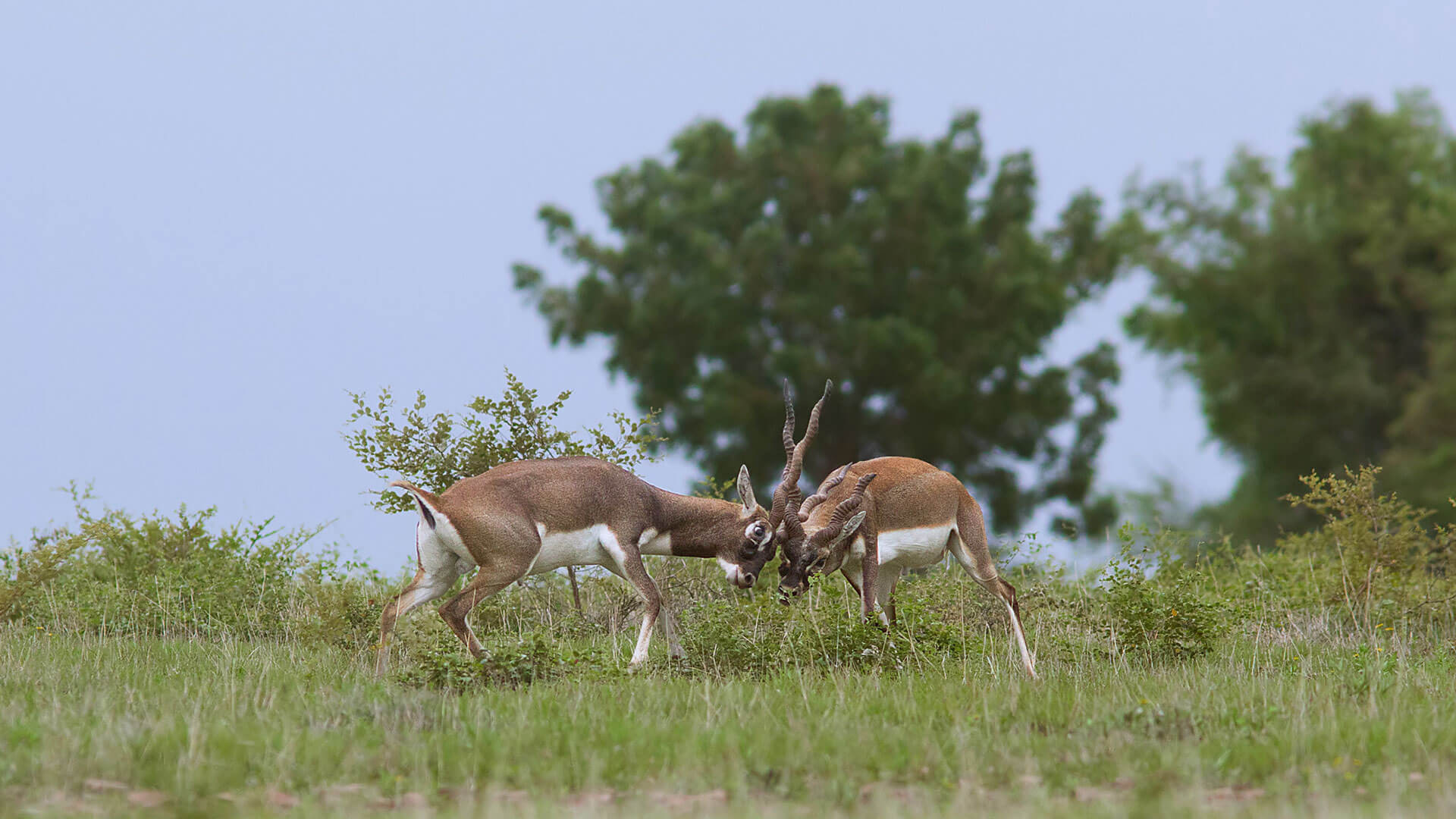 Coringa_Wildlife_Sanctuary_Attractions