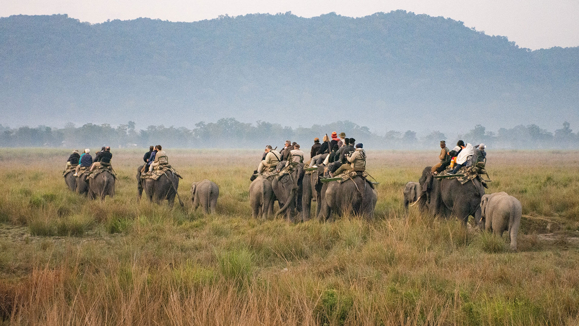 Kaziranga National Park - History, Location, Details, Ticket Price, Timings  | Adotrip