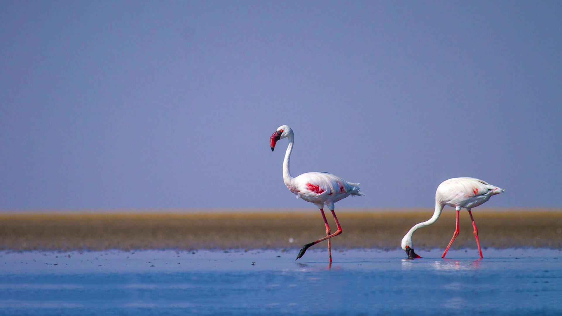 Rann_of_Kutch_Attractions