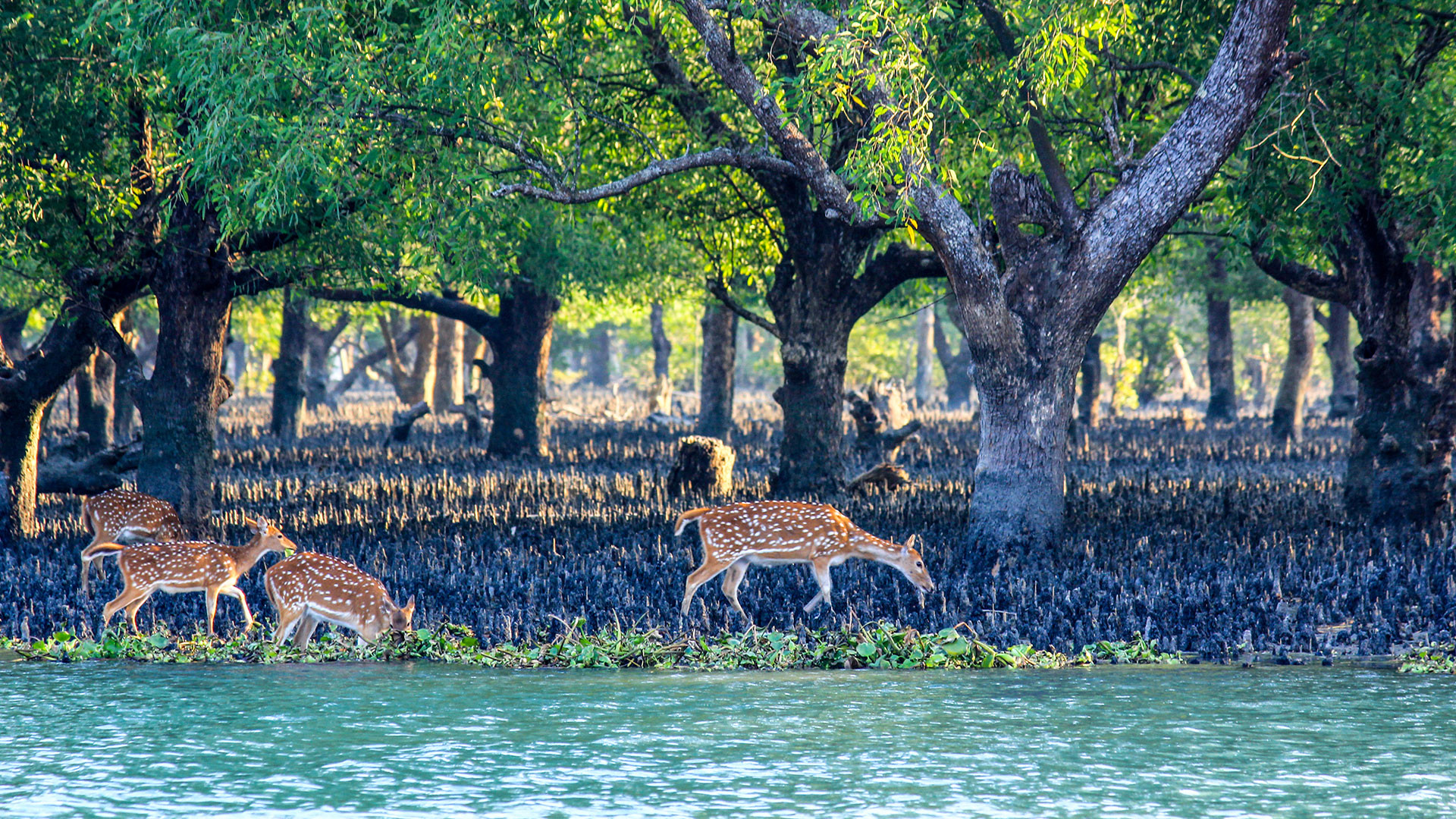 tourism in sundarban bangladesh