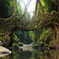 Living_Root_Bridges_Sightseeing