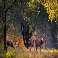 Pachmarhi Utsava Madhya Pradesh | Pachmarhi Utsav 2021 | Adotrip