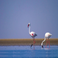 Rann_of_Kutch_Attractions
