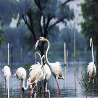 Keoladeo_NationalPark_Attractions