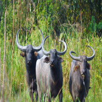 Manas_National_Park_Attractions