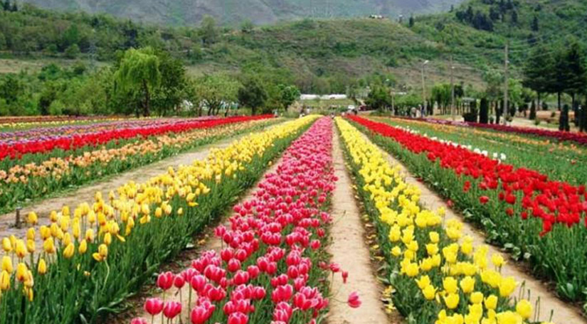 Phool Bagh: Lovely Flower Gardens