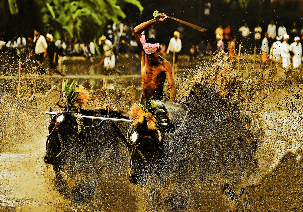 Kambala_Festival_Sightseeing