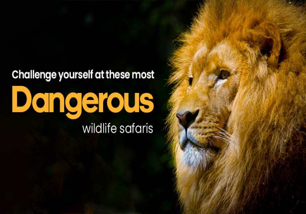 Dangerous Wildlife Safaris In The World