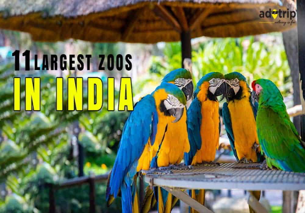 Top 11 Largest Zoos in India | Must Visit Zoological Parks | Adotrip