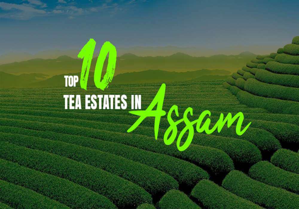 tea estates in assam