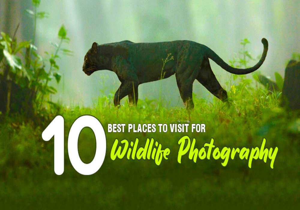 Best Places for Wildlife photography in India | Adotrip