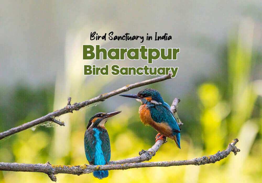 bharatpur bird sanctuary