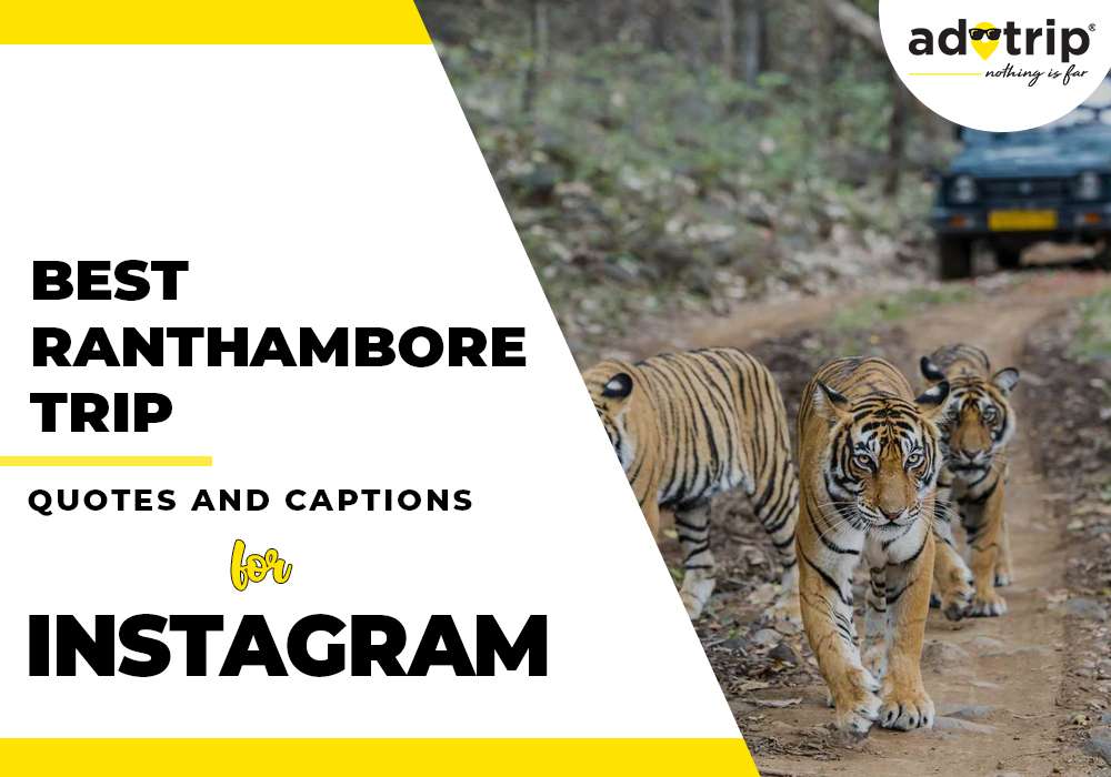 best ranthambore trip quotes and captions for instagram