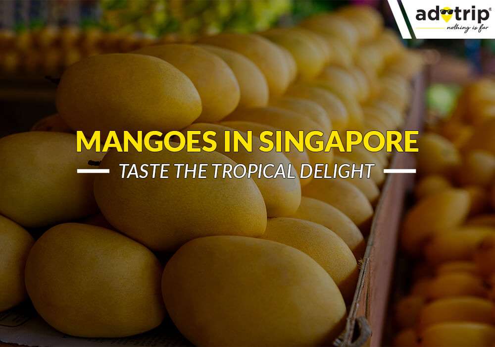 Mangoes In Singapore