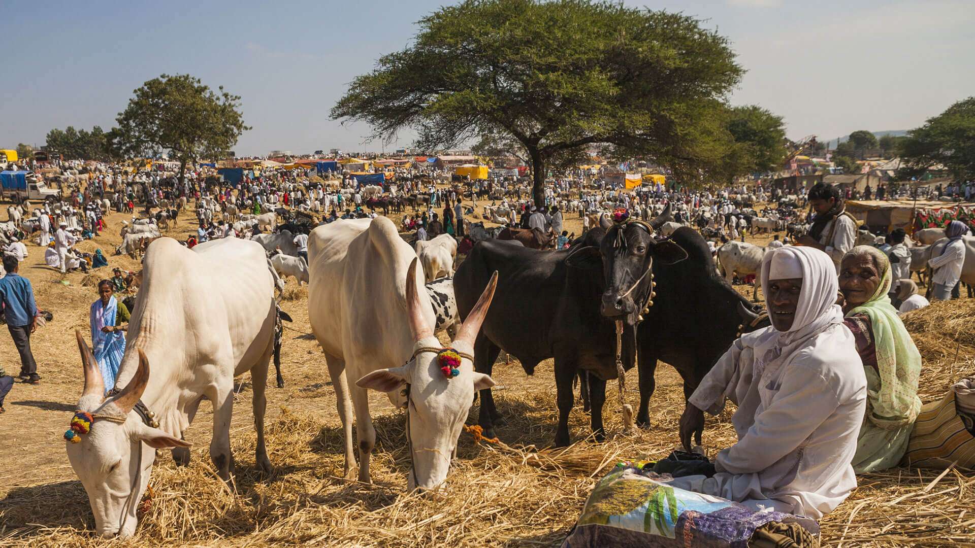Sonepur Mela 2023 - Dates, History, Major Attractions | Adotrip Sonepur Mela 2023 - Dates, History, Major Attractions | Adotrip