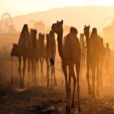 Pushkar_Fair_Tours