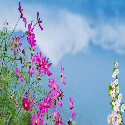 International_Flower_Festival_Attractions