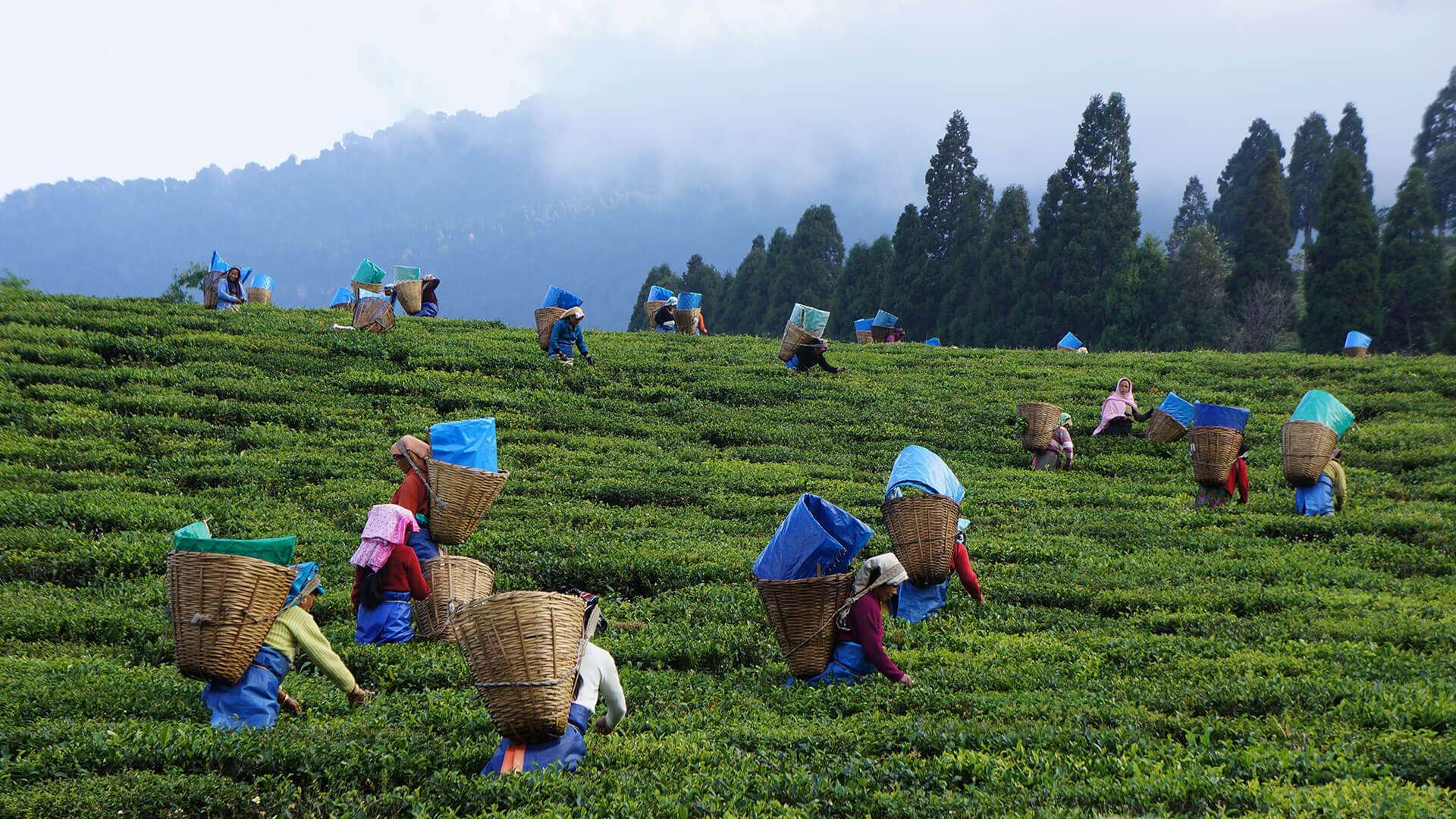 Sikkim чай. Фестиваль Ассам. Чая: камбоджийский, ассамский и китайский. Фото. Tea Pickers in India. In northern india they harvest their