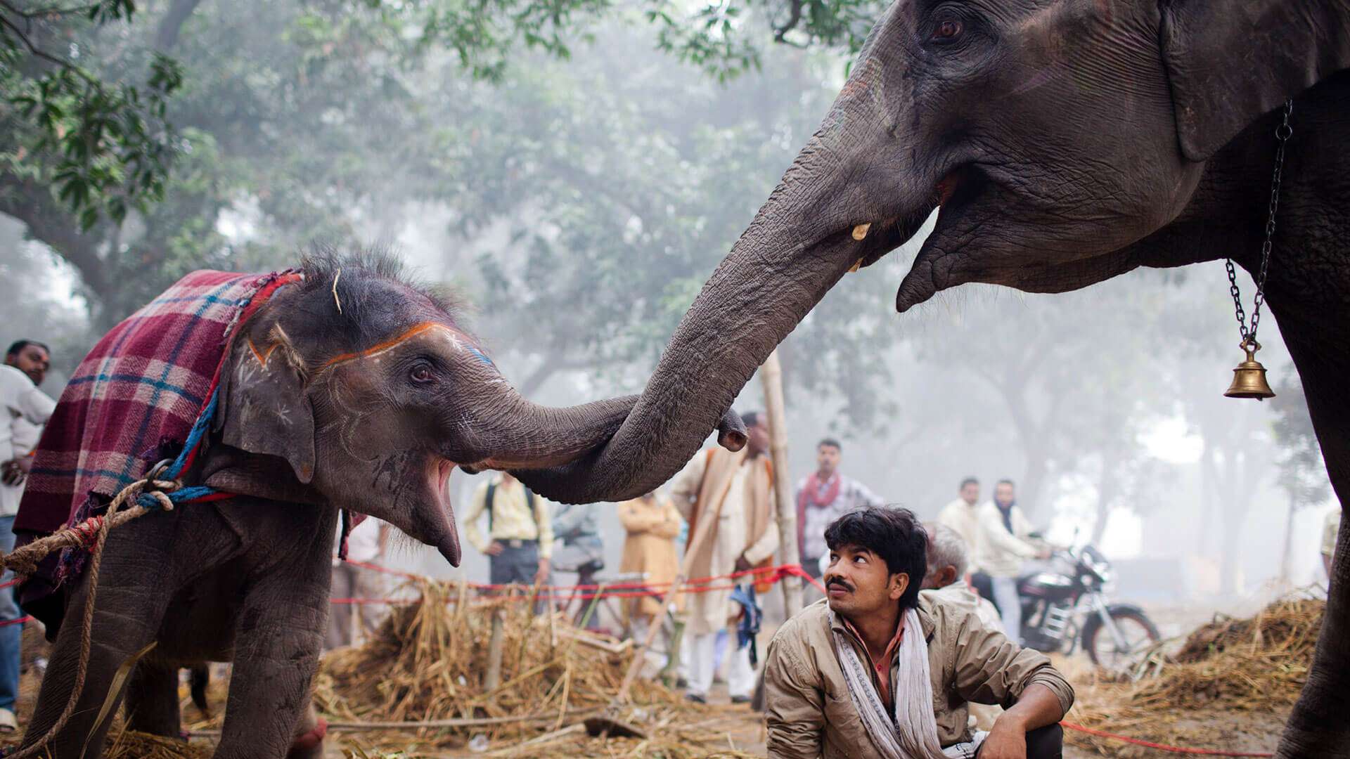Sonepur_Mela_Attractions
