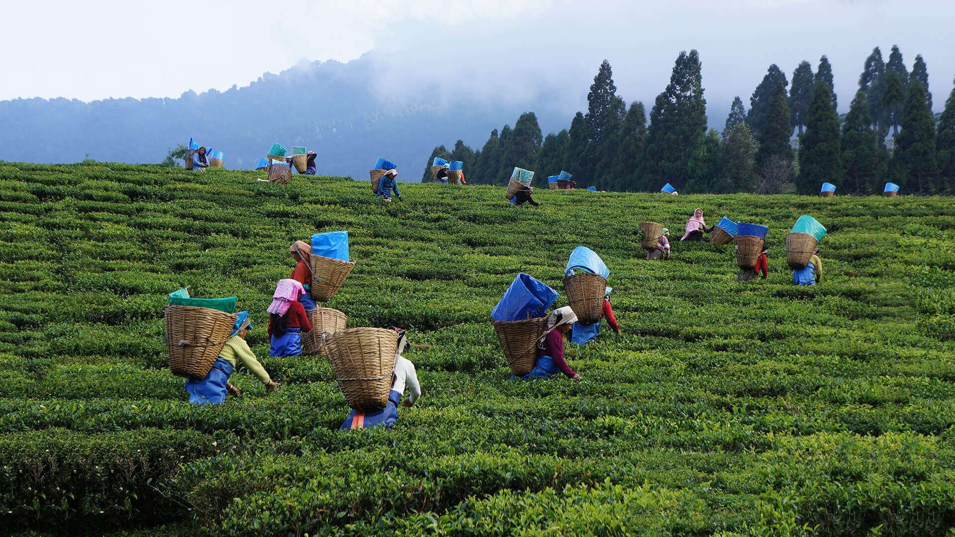 Teesta Tea & Tourism Festival