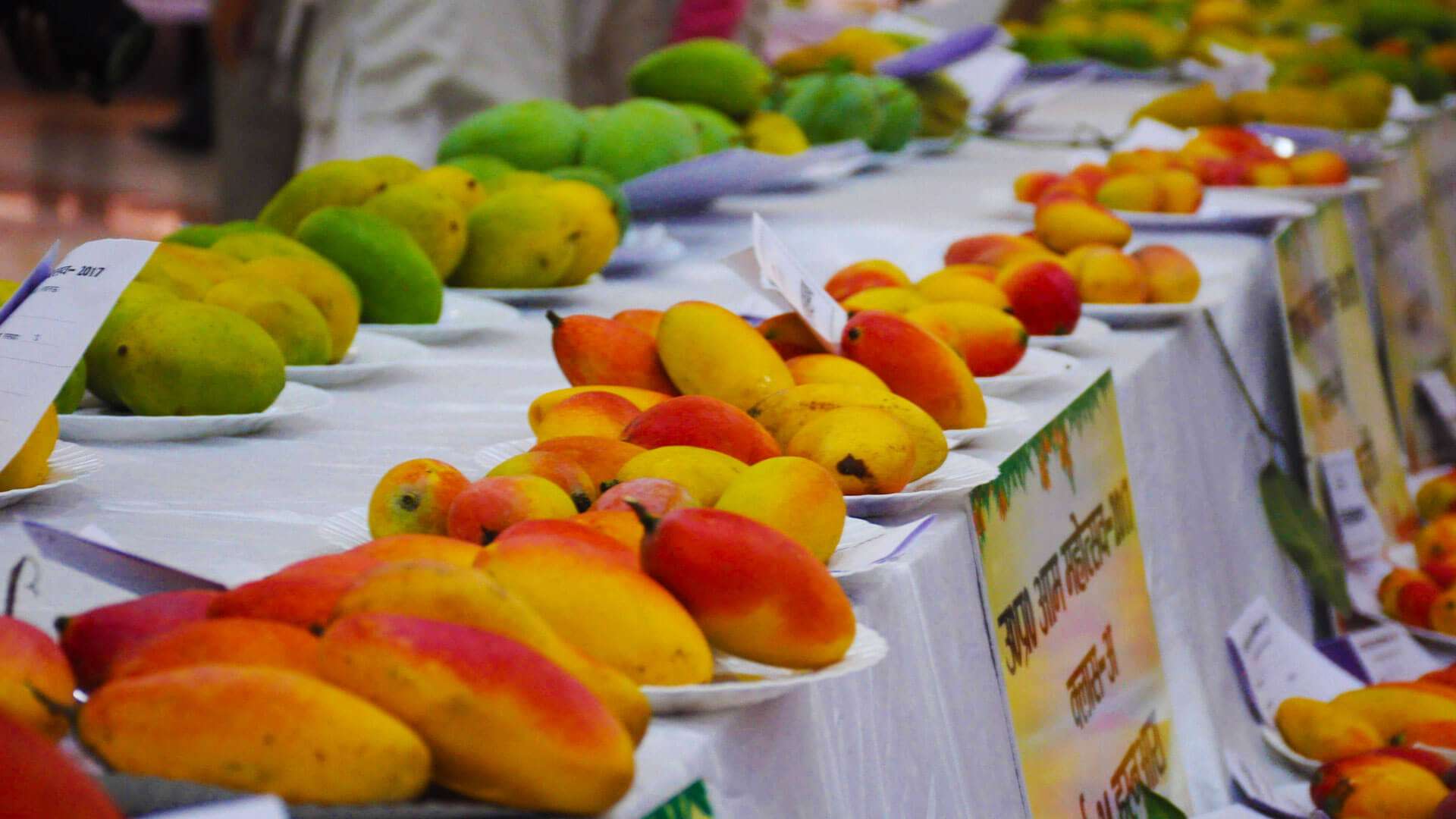 delhi tourism mango festival