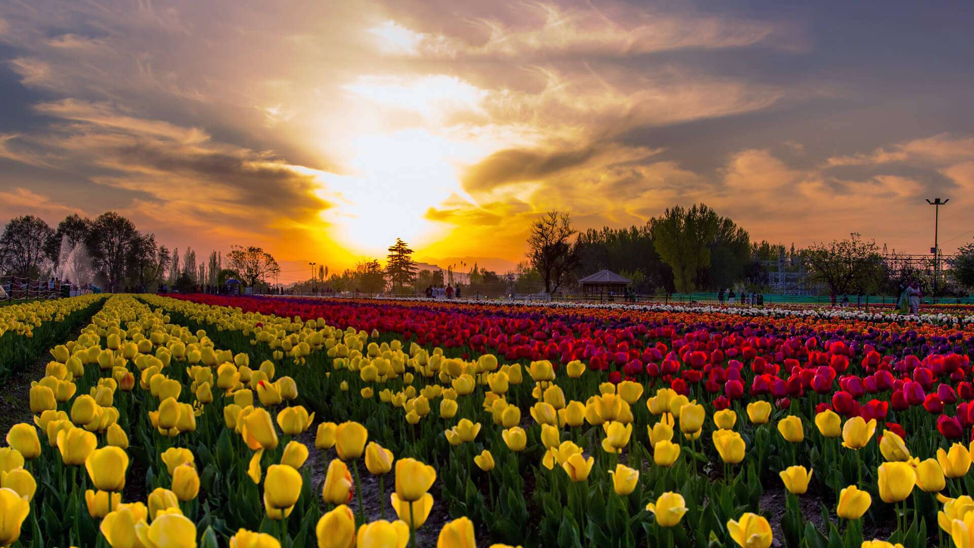 kashmir-tulip-festival-2023-date-history-ticket-price-major