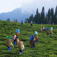 Assam_Tea_Festival_Mountains