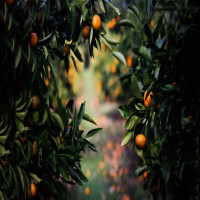 Orange_&_Tourism_Festival_Attractions