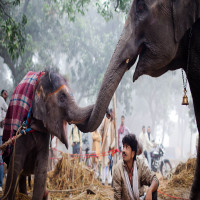 Sonepur_Mela_Attractions