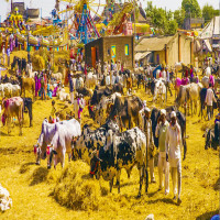 Nagaur_Cattle_Fair_สถานที่ท่องเที่ยว