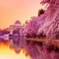 Cherry_Blossom_Festival_Attractions