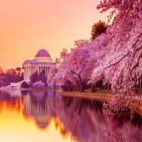 Cherry_Blossom_Festival_Atractions