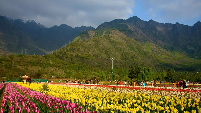 A photo of beautiful tulip garden in Srinagar