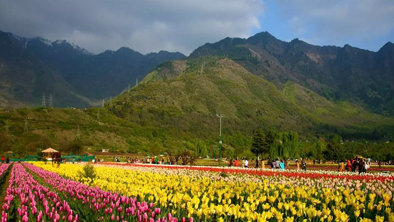 Une photo d'un beau jardin de tulipes à Srinagar